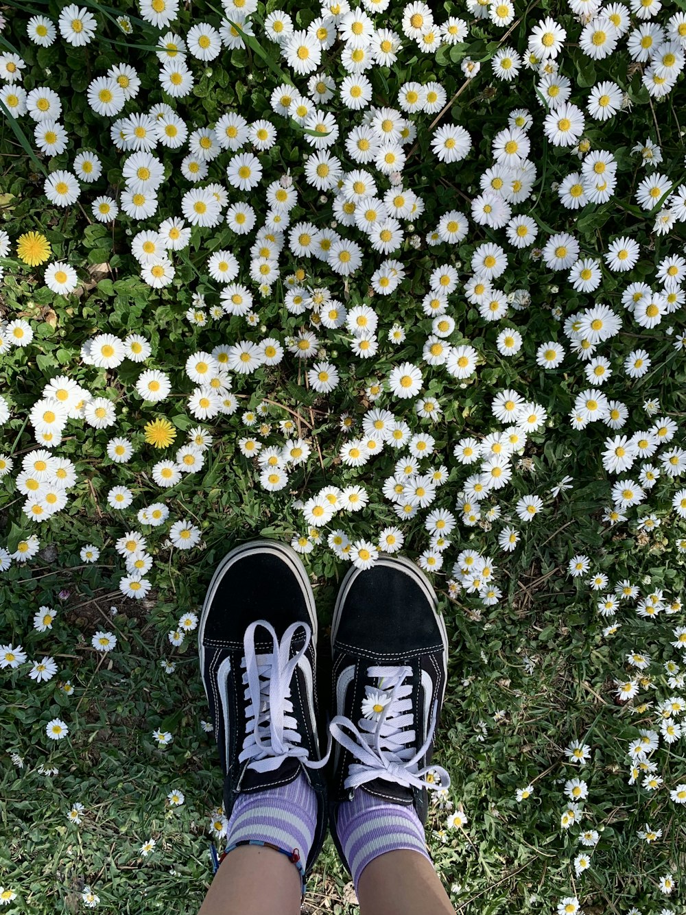 a pair of feet in a field of flowers