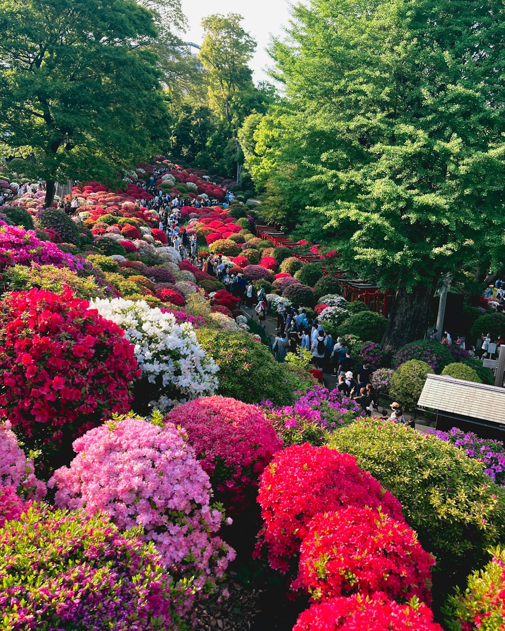 a garden of colorful flowers