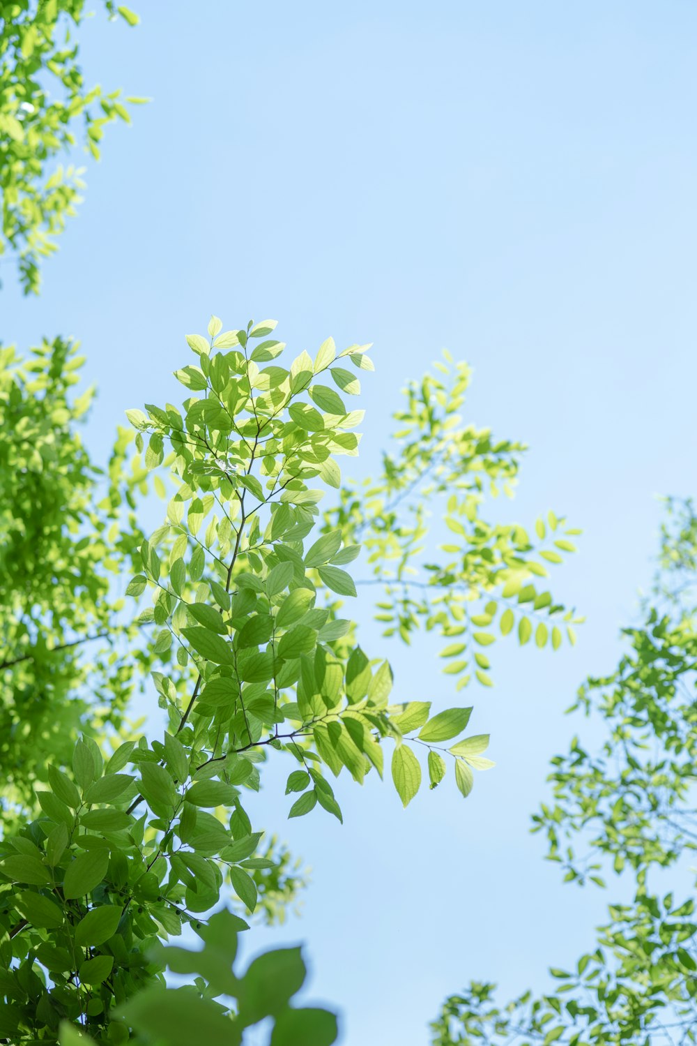 a close up of a tree