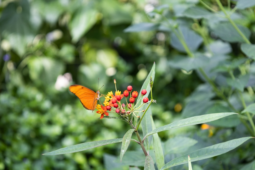 Un papillon sur une fleur