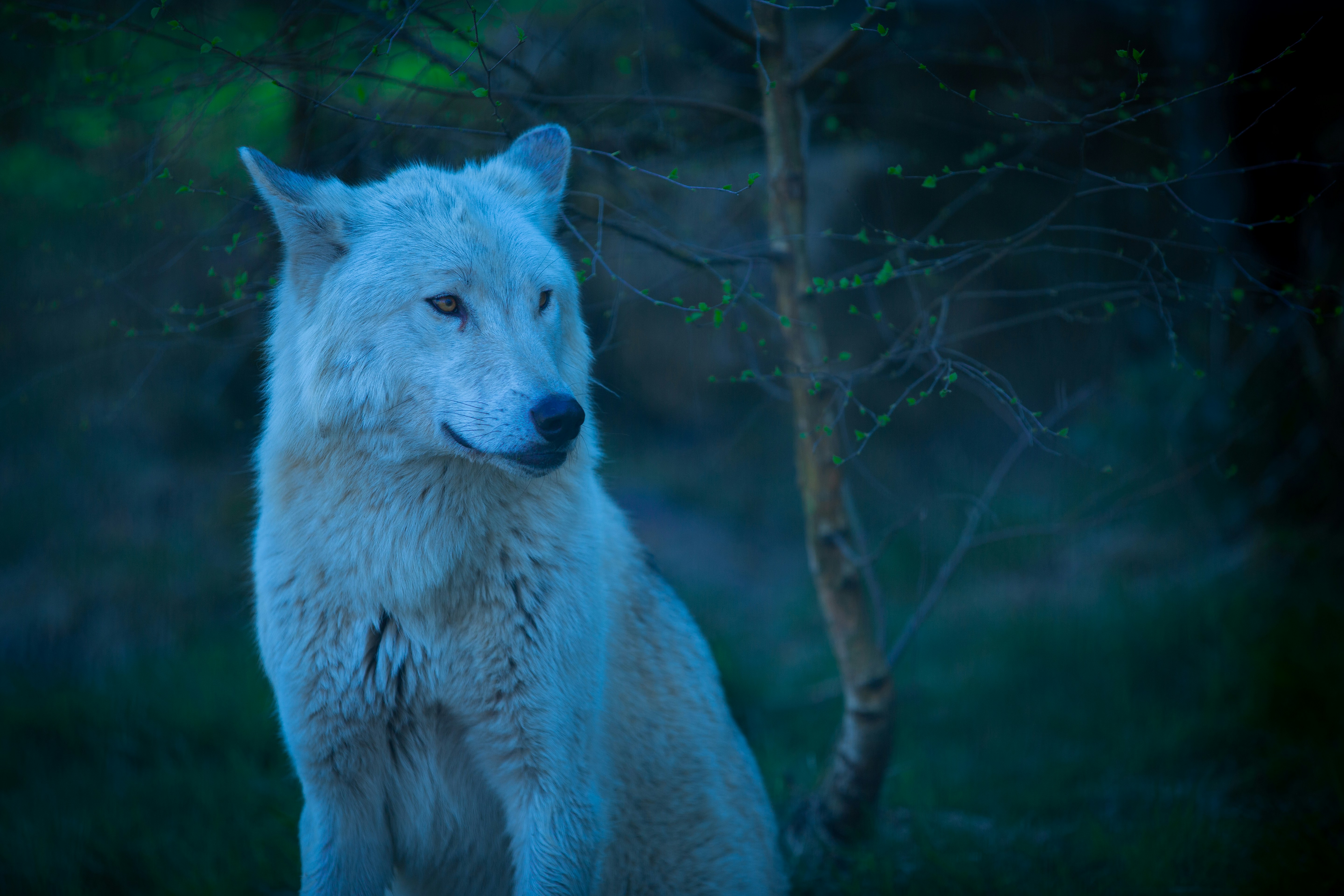 A wolf standing in front of trees photo – Free Animal Image on Unsplash, image size:3000x2000