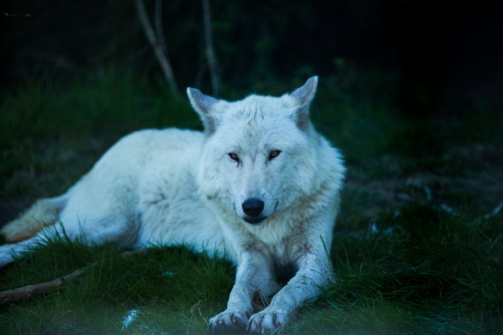 a white wolf lying in the grass