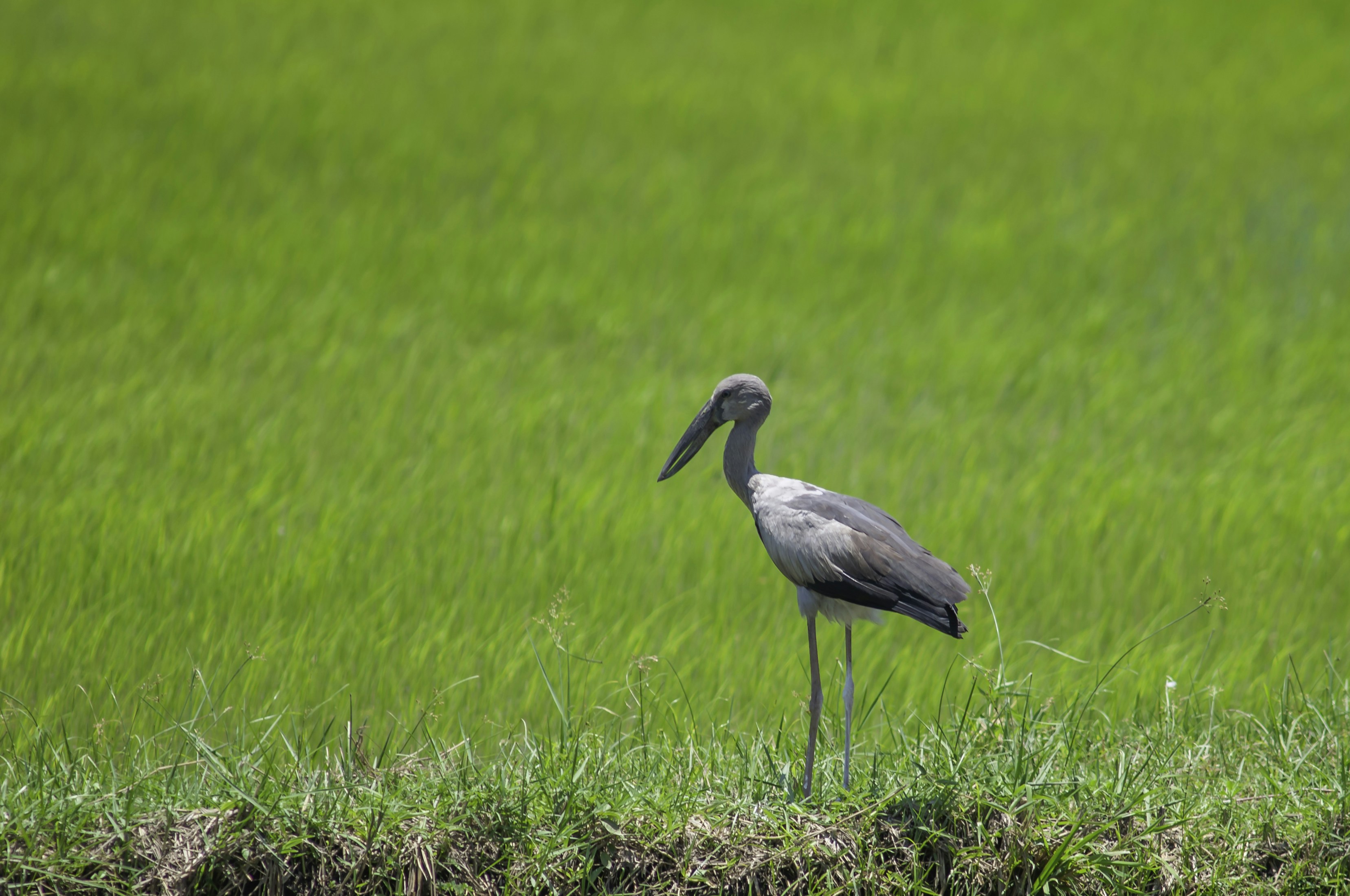 Photo by thom_oxford