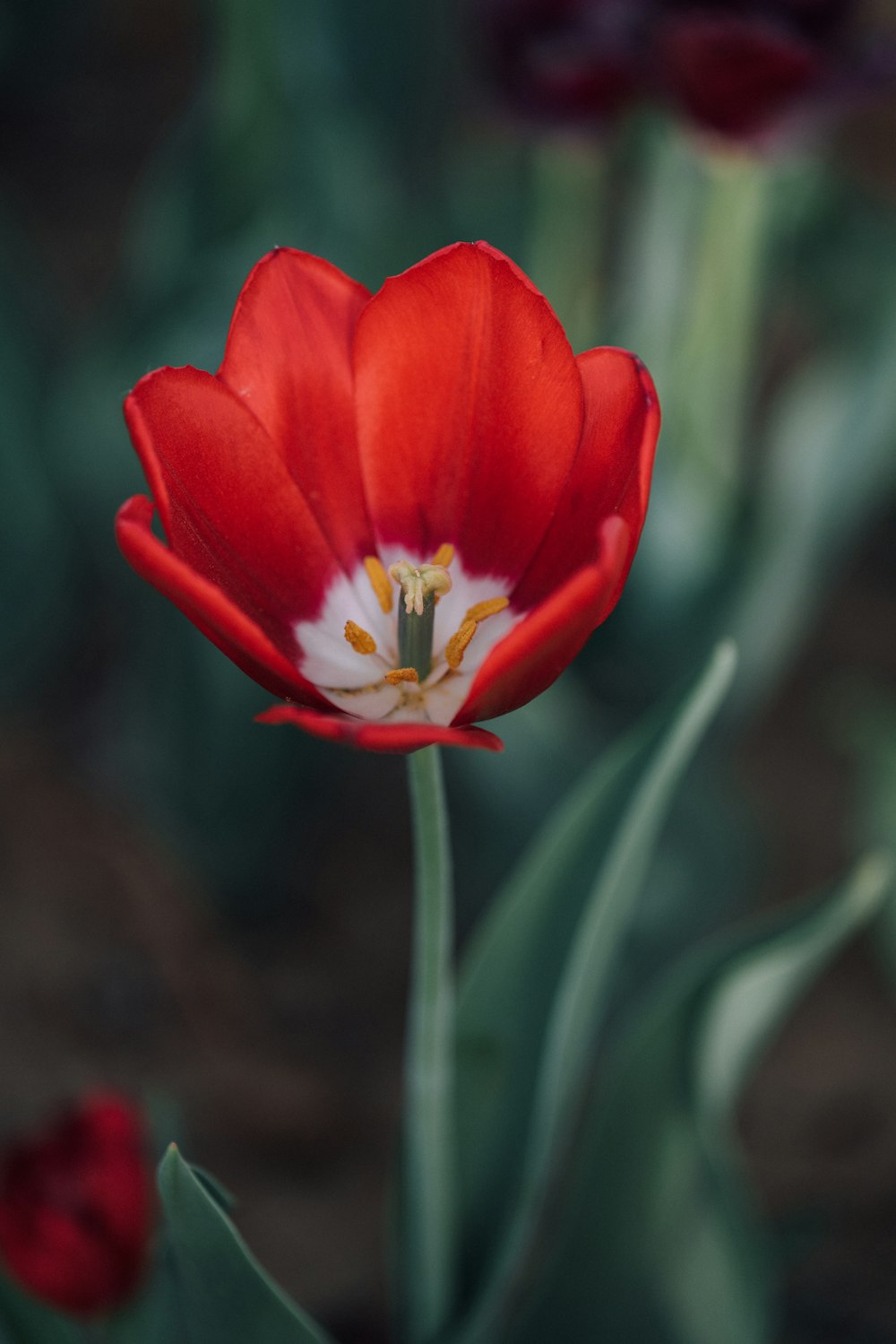 a red flower with yellow center