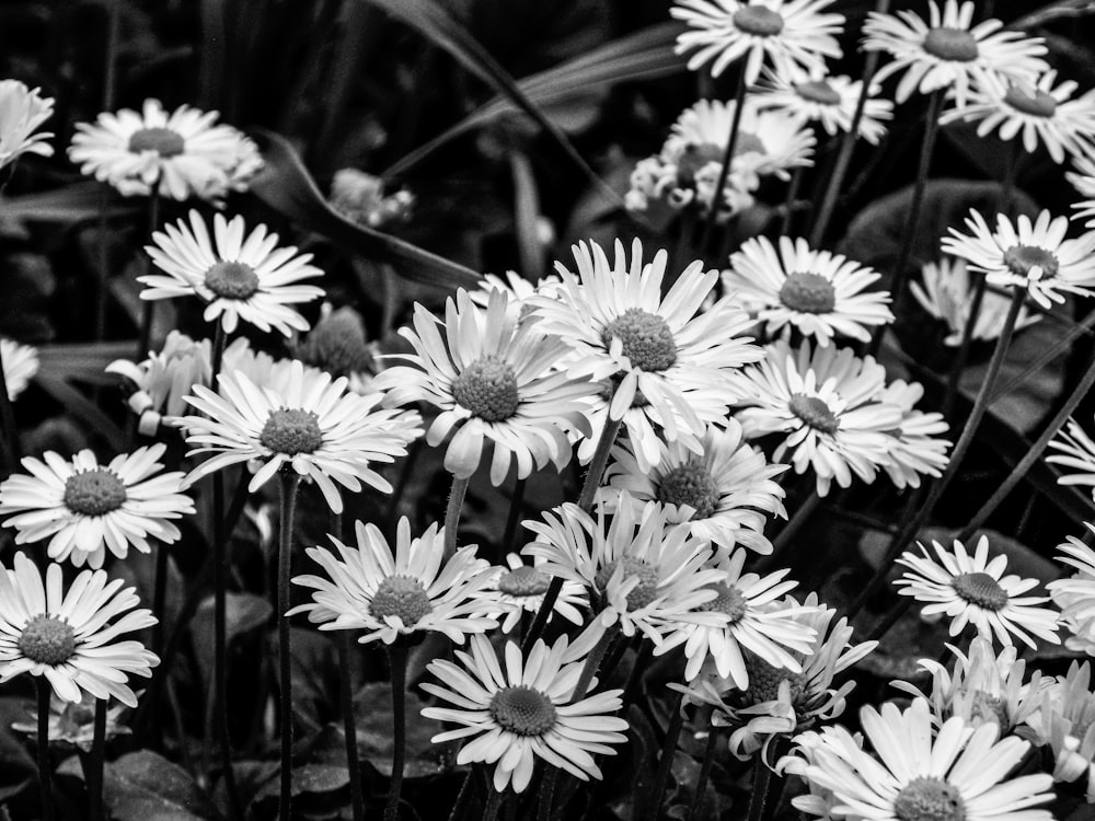 a group of white flowers