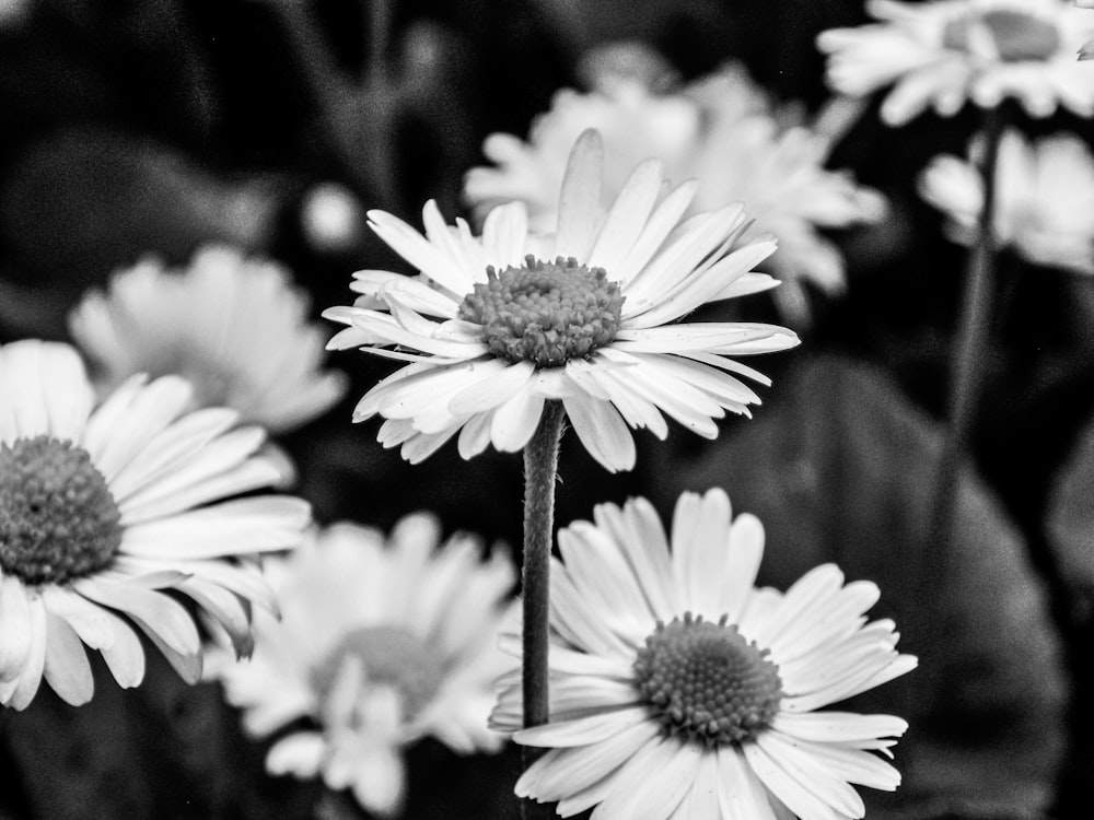 a close up of white flowers