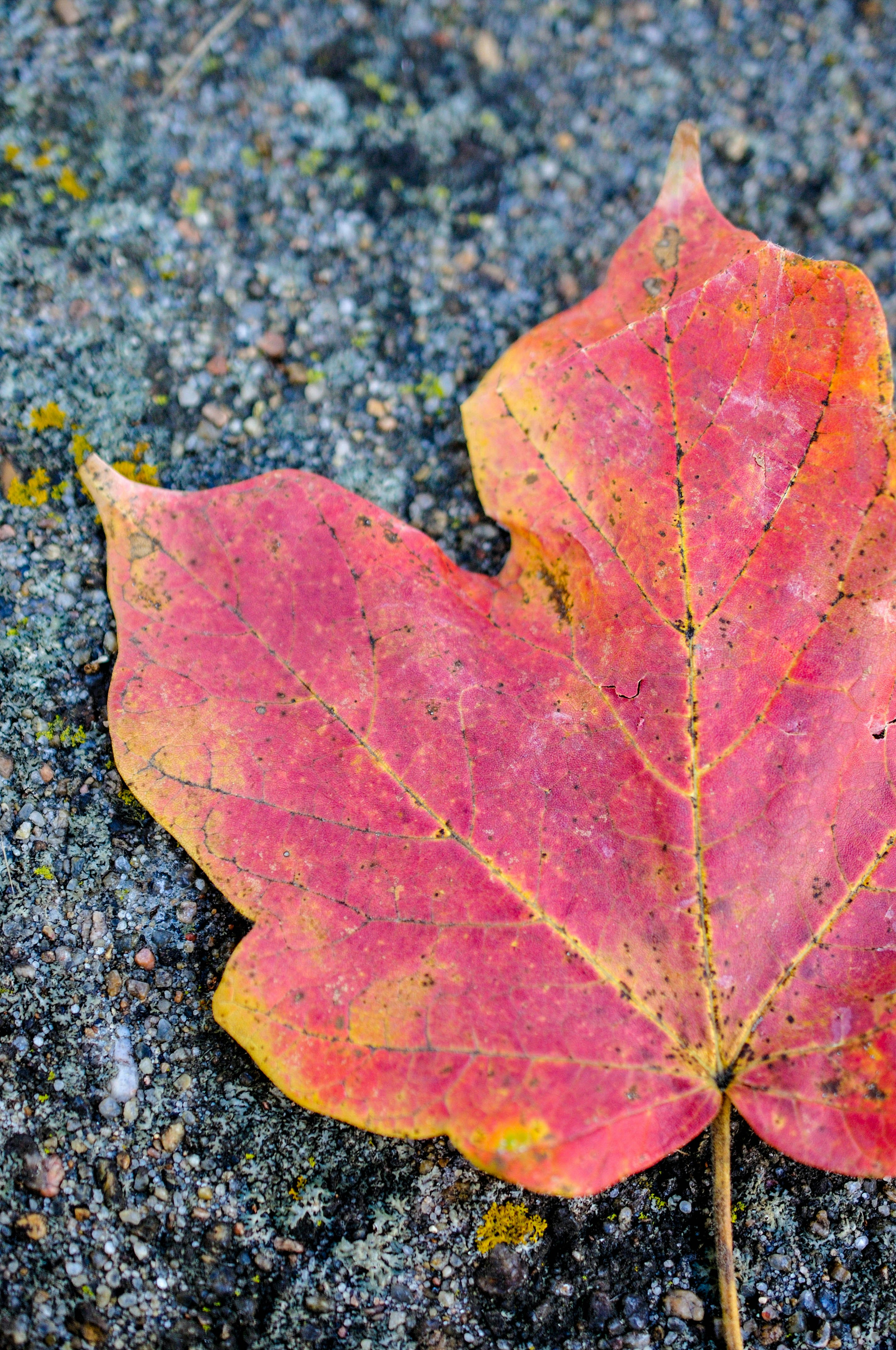 Photo by haleyparson