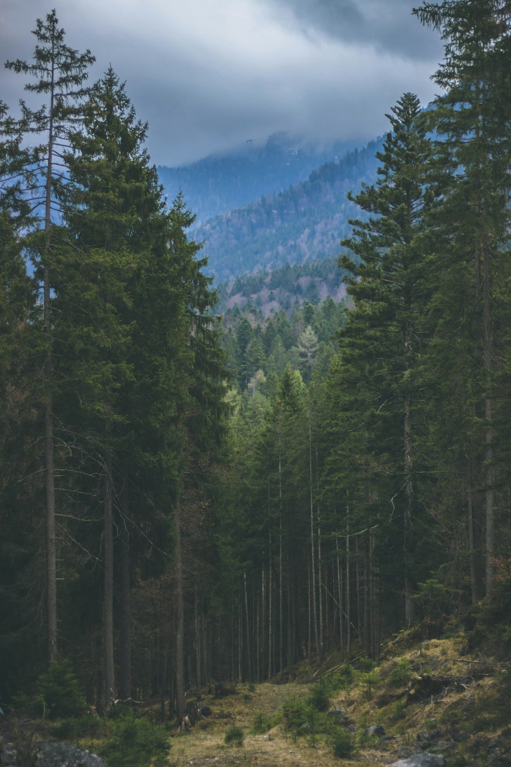 a forest of trees