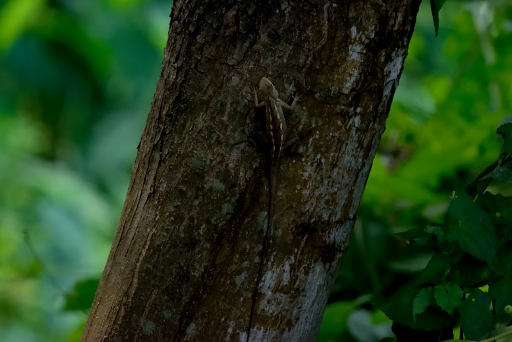 a lizard on a tree