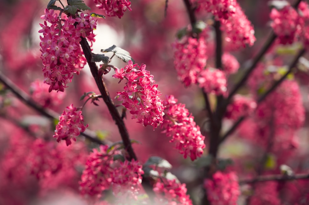 um close up de uma flor