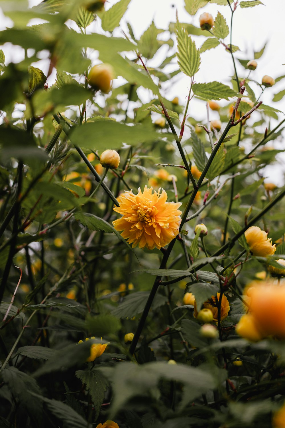 a plant with yellow flowers