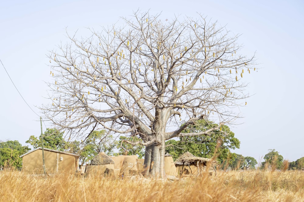 a tree in a field