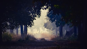 A misty forest pathway surrounded by dense trees, with light filtering through creating a mystical atmosphere. The ground is covered with grass and fallen leaves, leading to an enigmatic, softly-lit clearing.