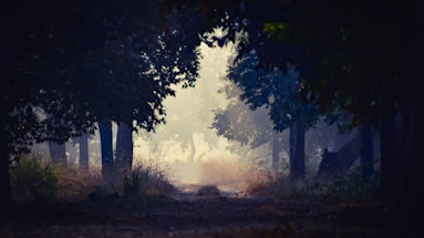 A misty forest path winding through ancient trees, lit by dappled afternoon light.