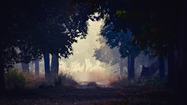 A misty forest pathway surrounded by dense trees, with light filtering through creating a mystical atmosphere. The ground is covered with grass and fallen leaves, leading to an enigmatic, softly-lit clearing.