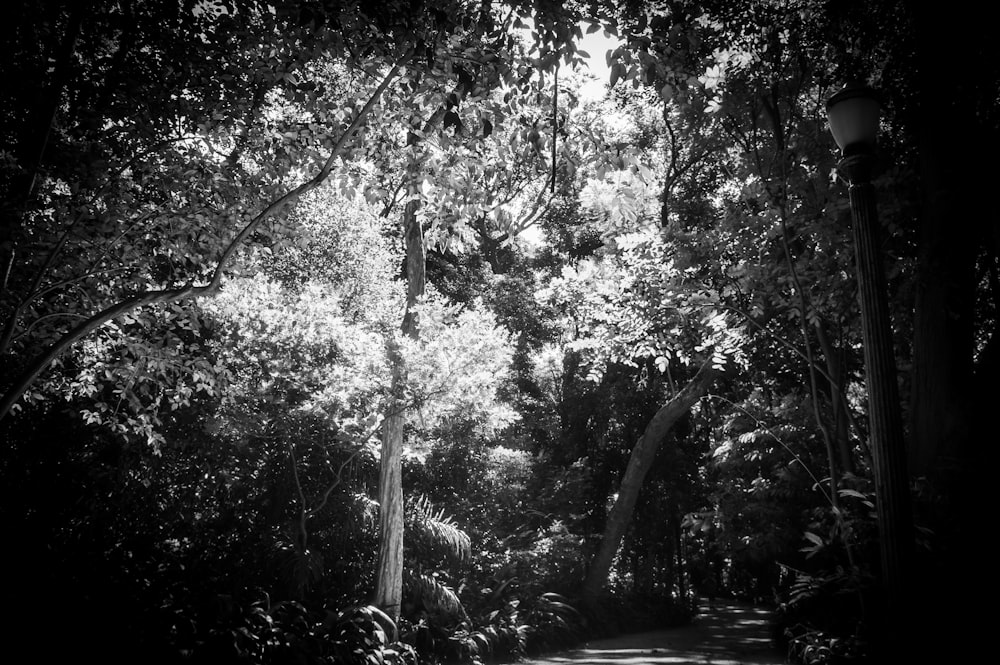 a path through a forest