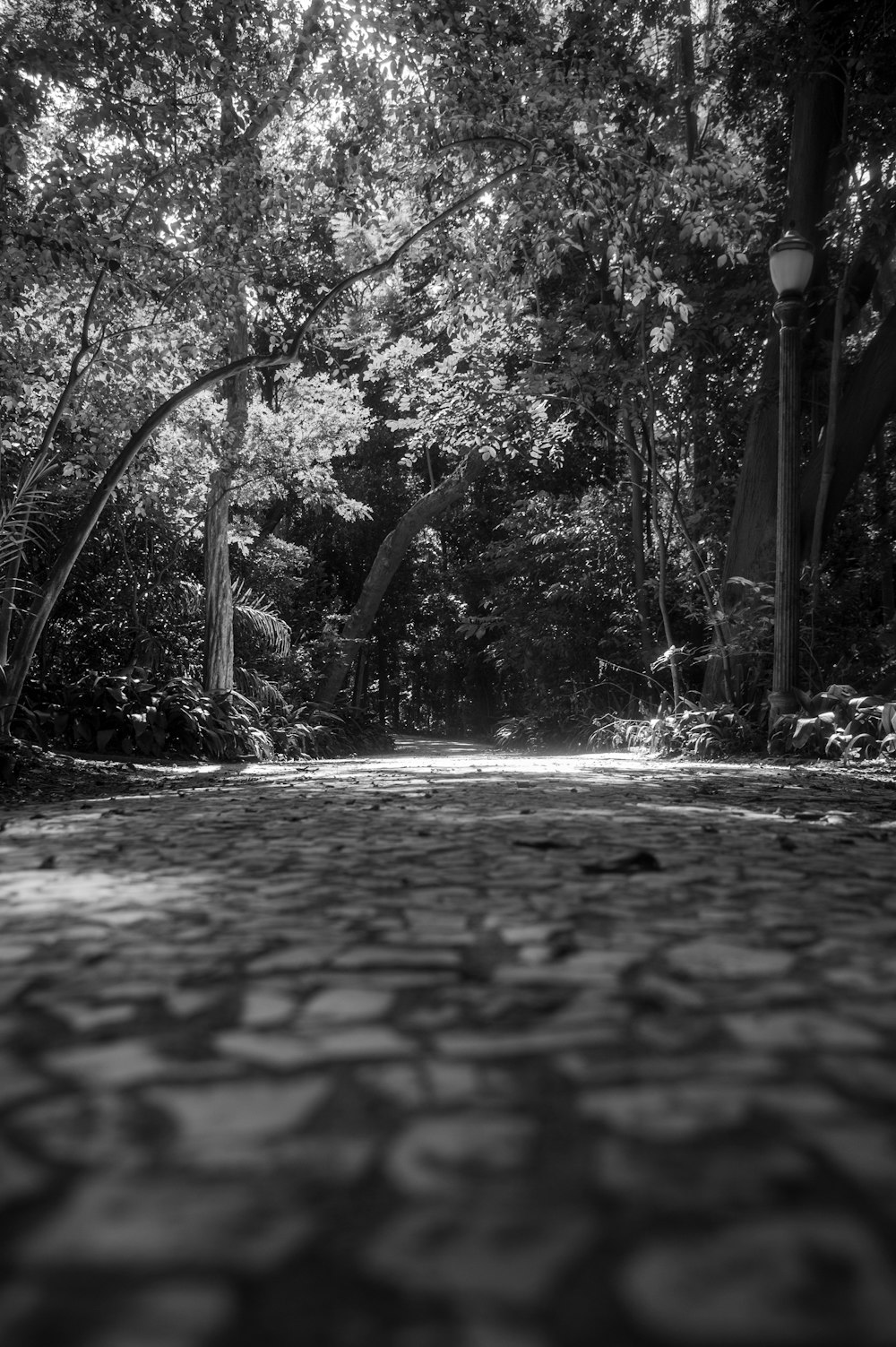 a stone path with trees on either side of it