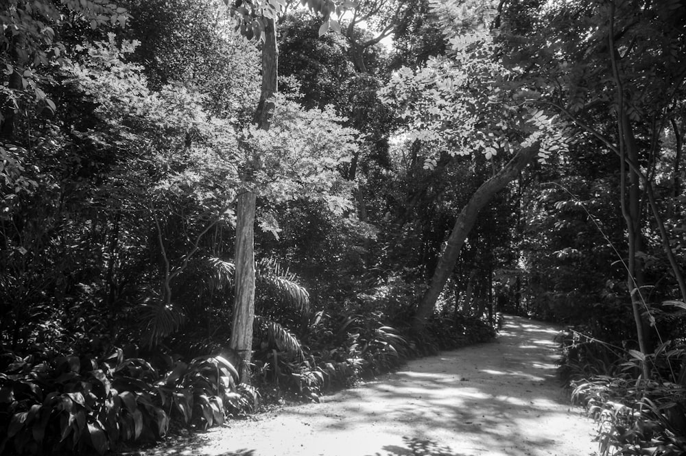 a path through a forest