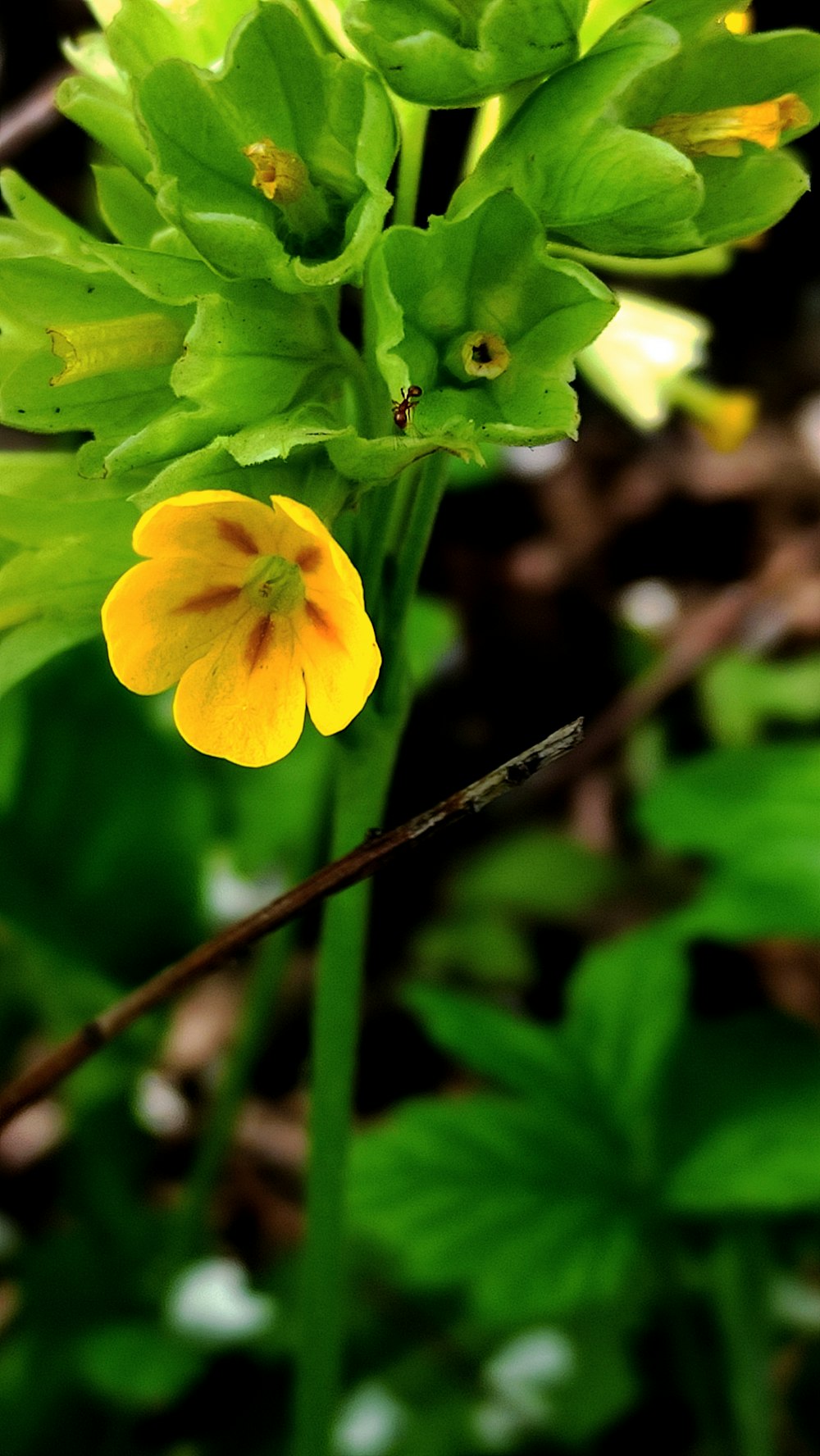 a bee on a yellow flower