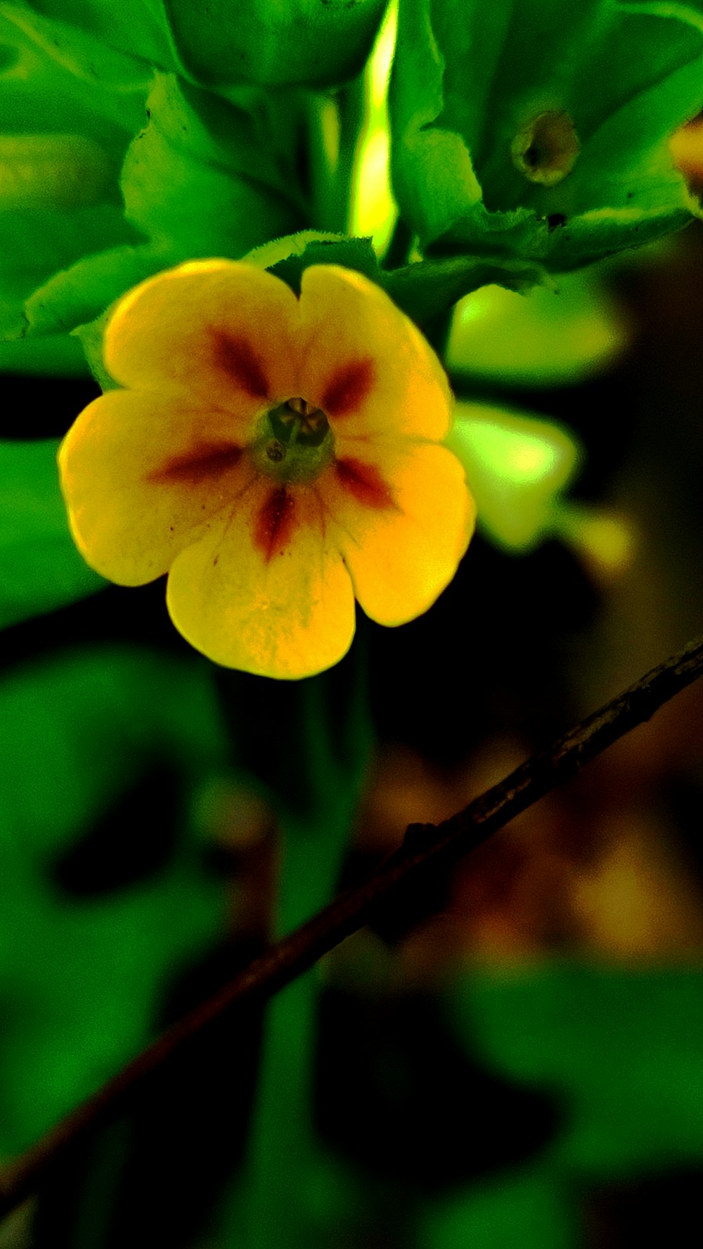 a yellow flower with red spots