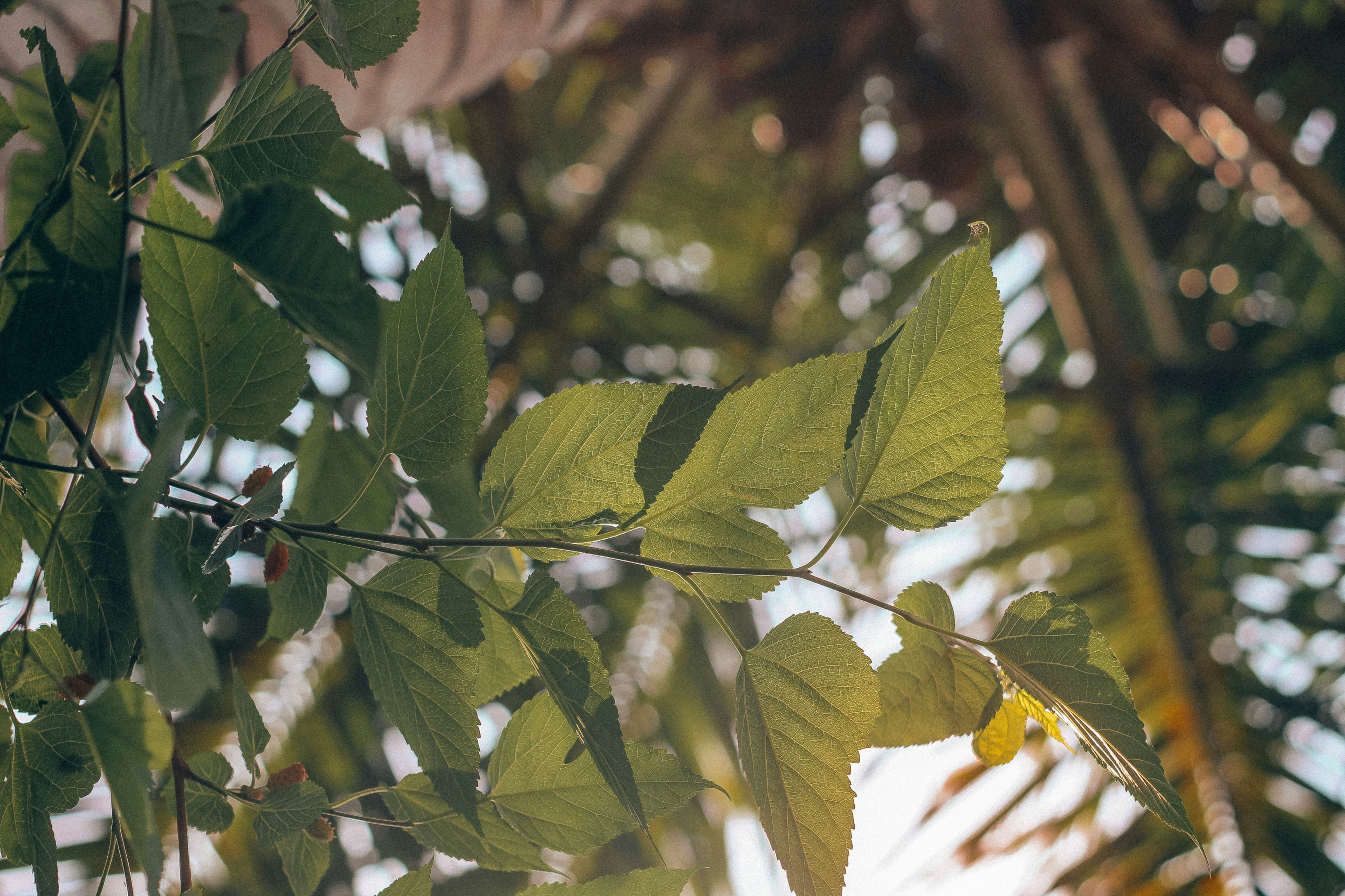 Photo by tusharranjan_