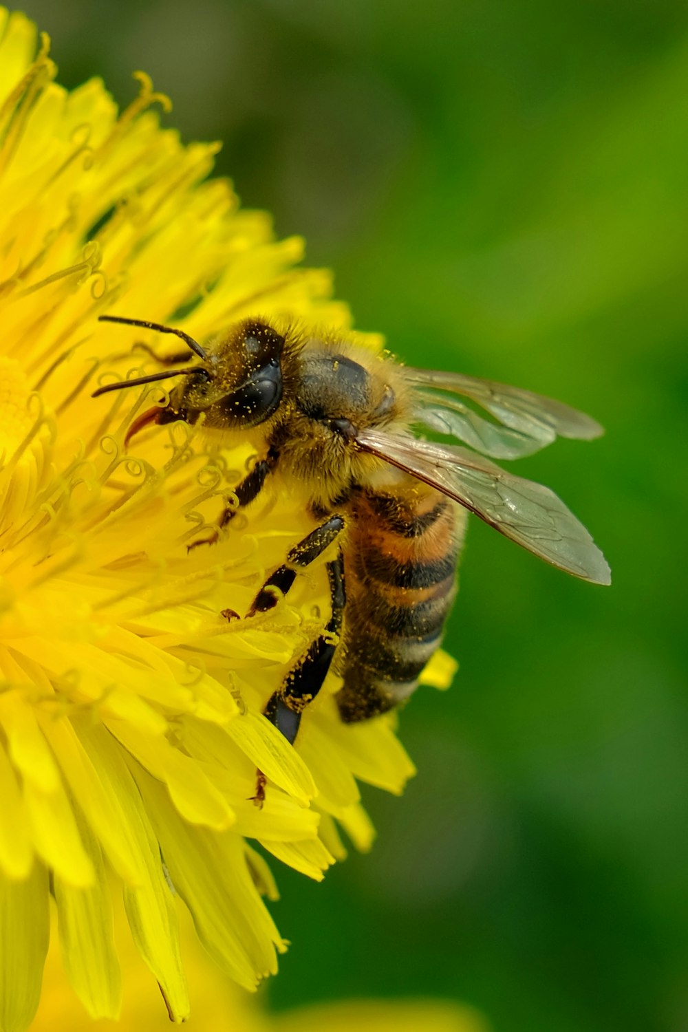 a bee on a flower