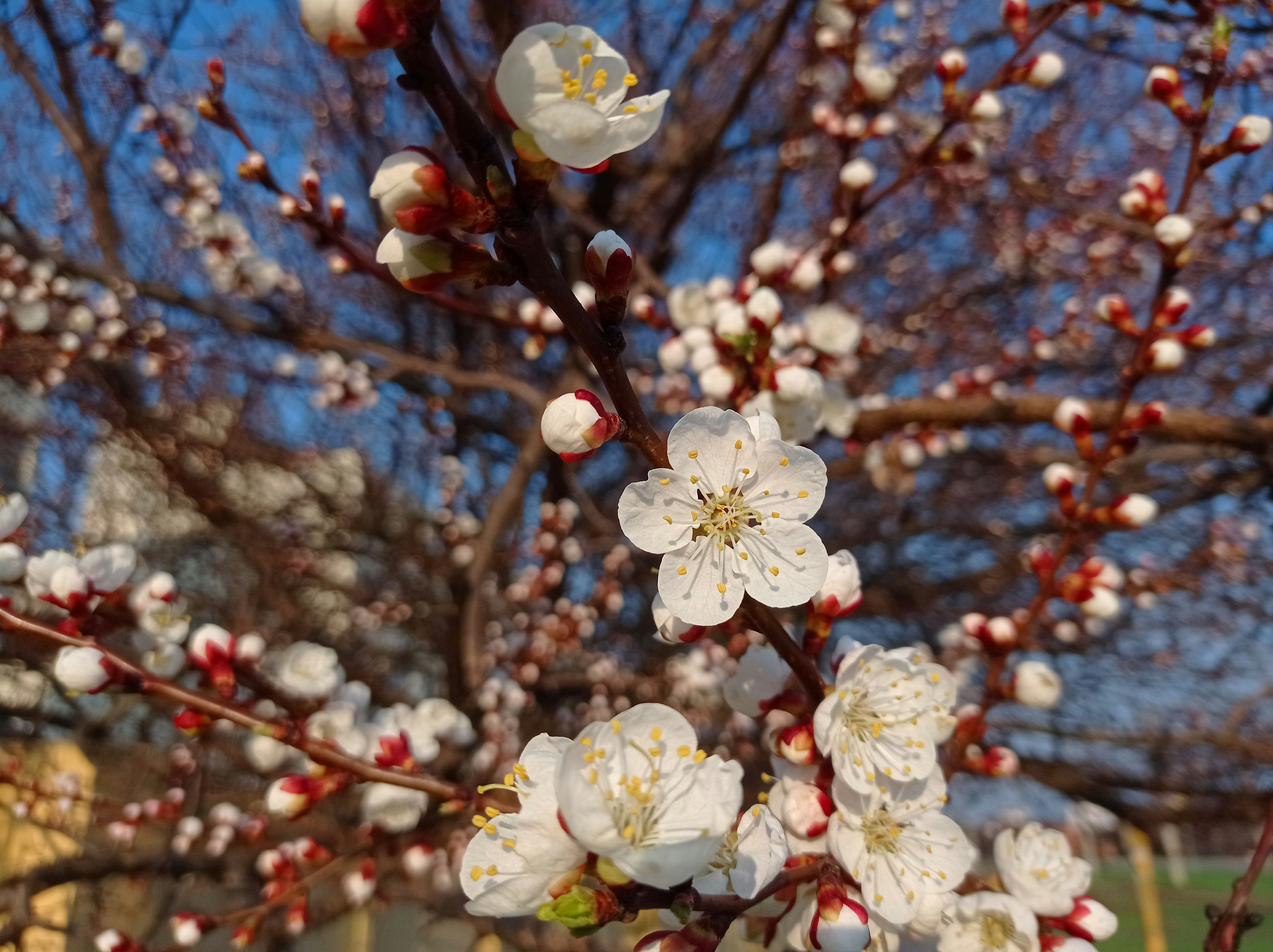 Ein Baum mit weißen Blüten