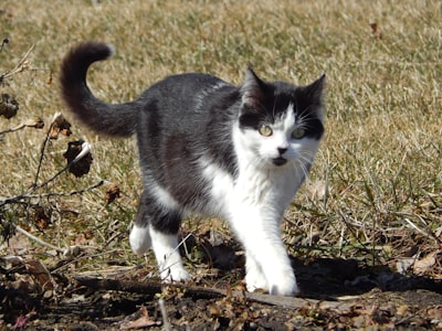 a cat walking on the ground