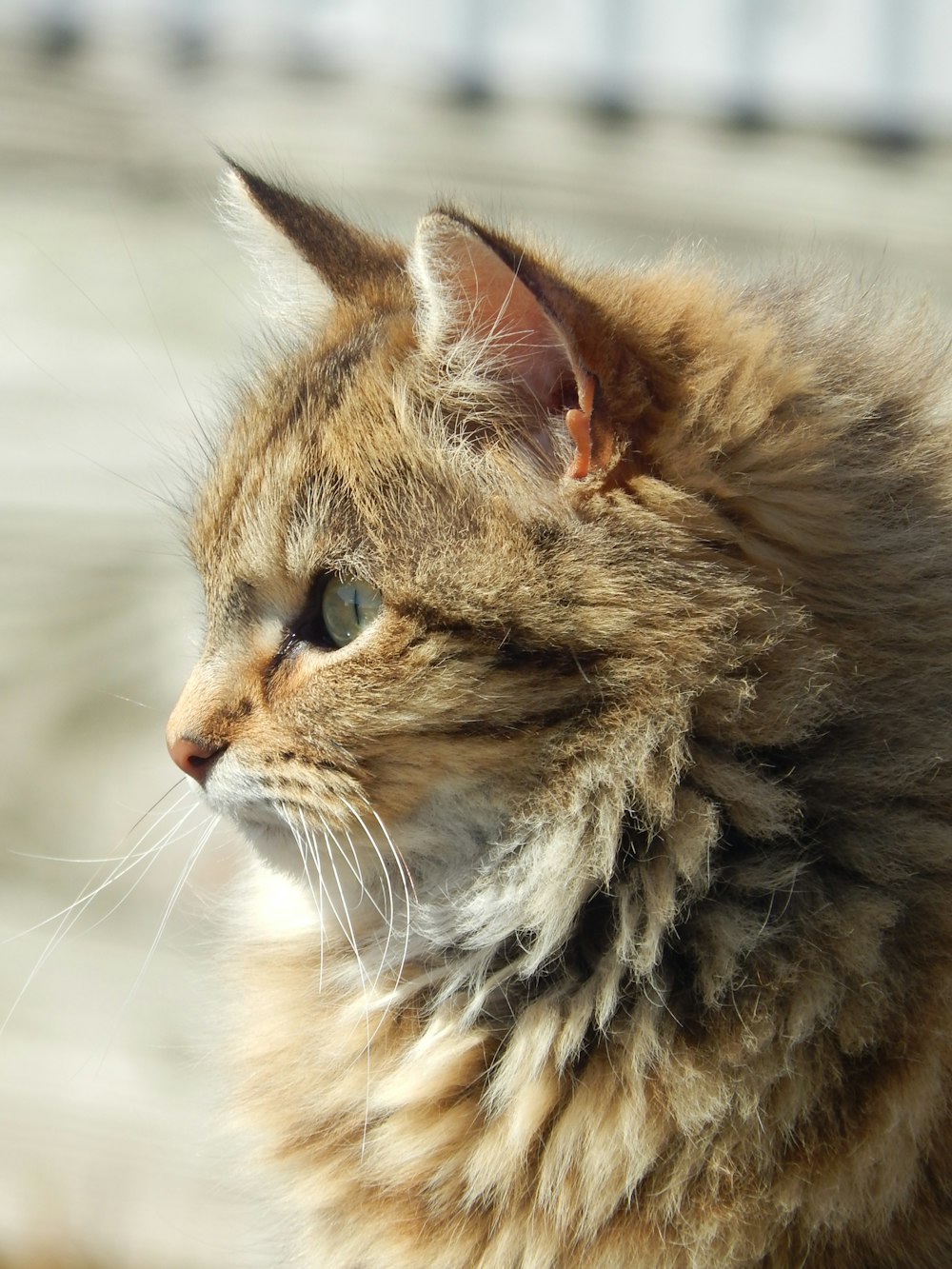 a cat looking at another cat