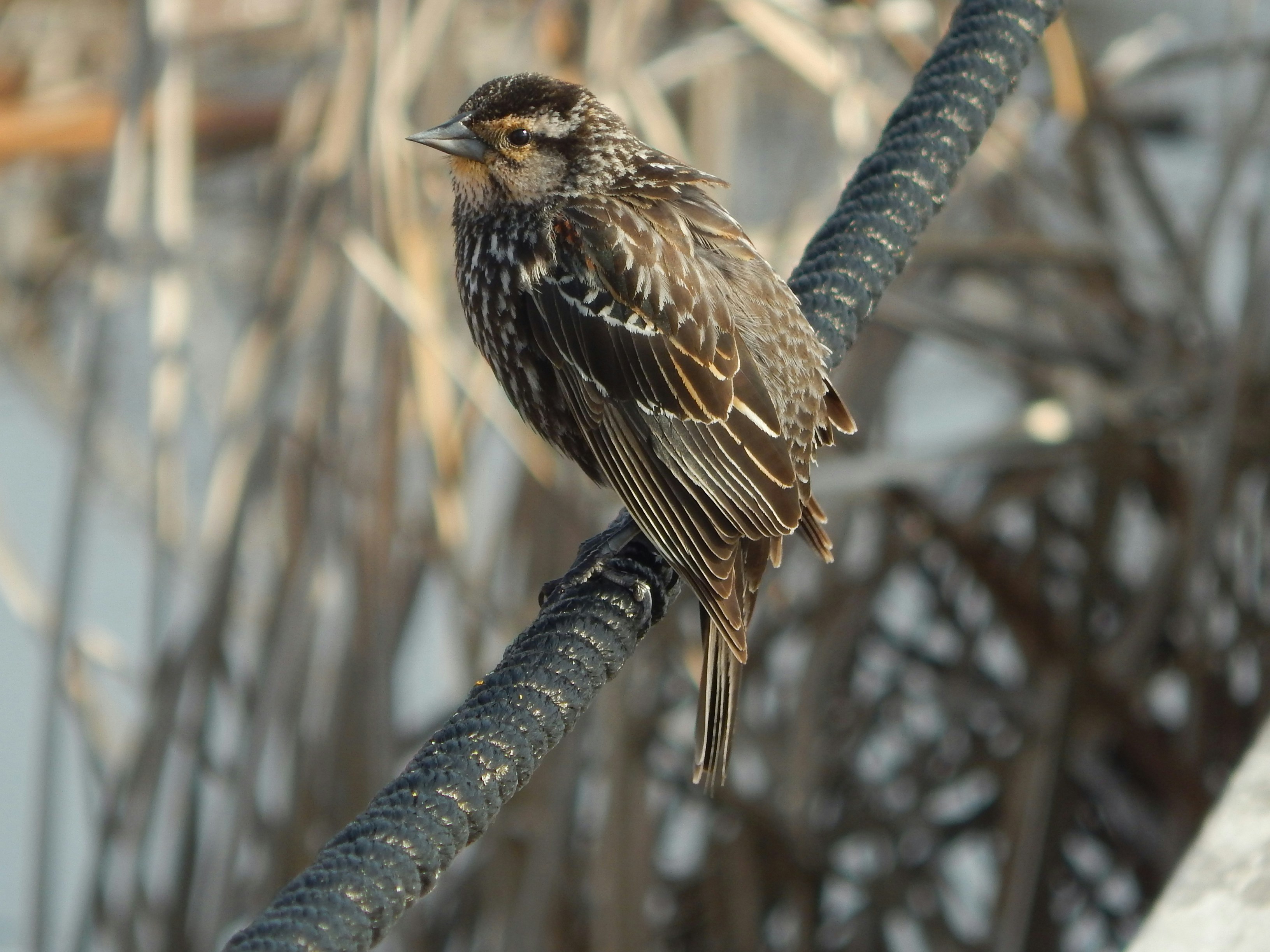 Un pájaro se sienta en una rama