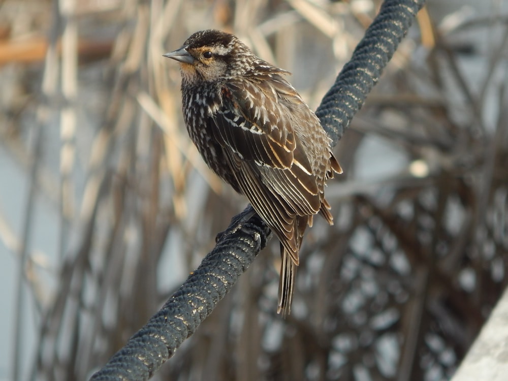 Ein Vogel sitzt auf einem Ast