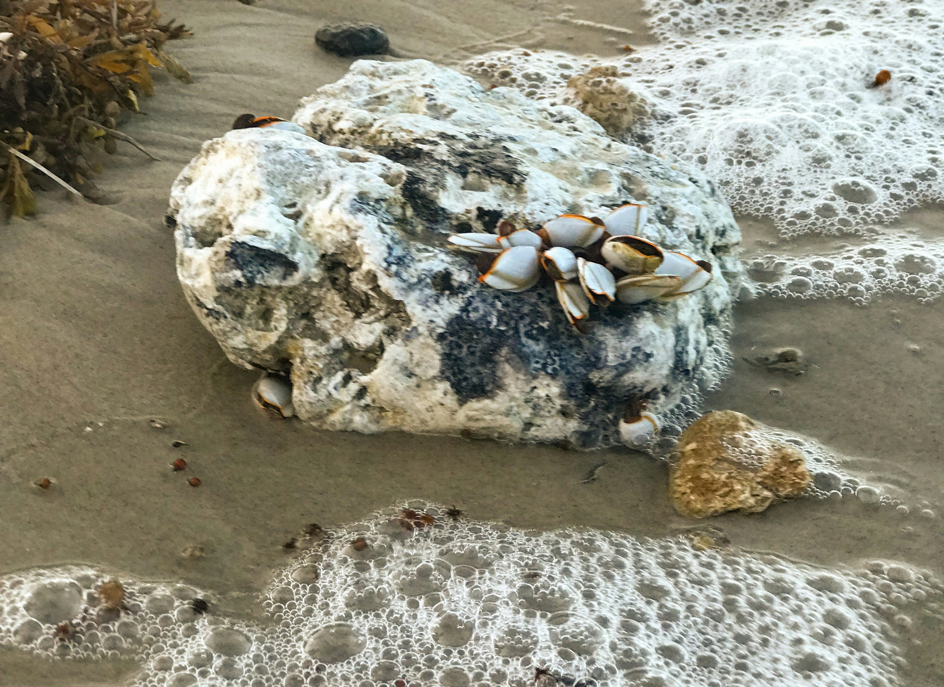 a group of seagulls on a rock in the water