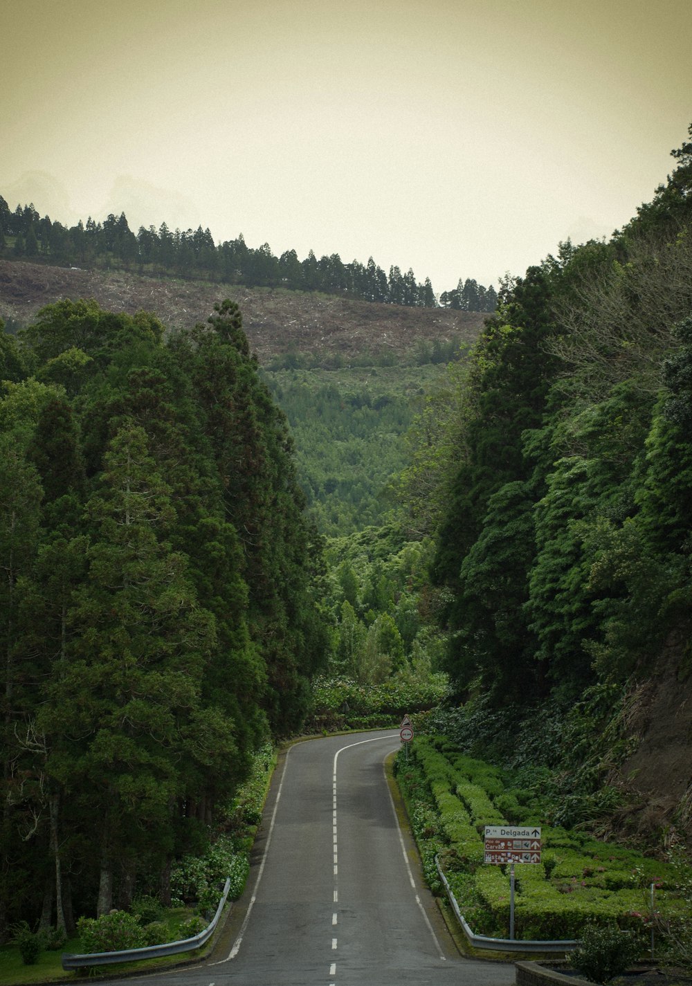 a road with trees on the side