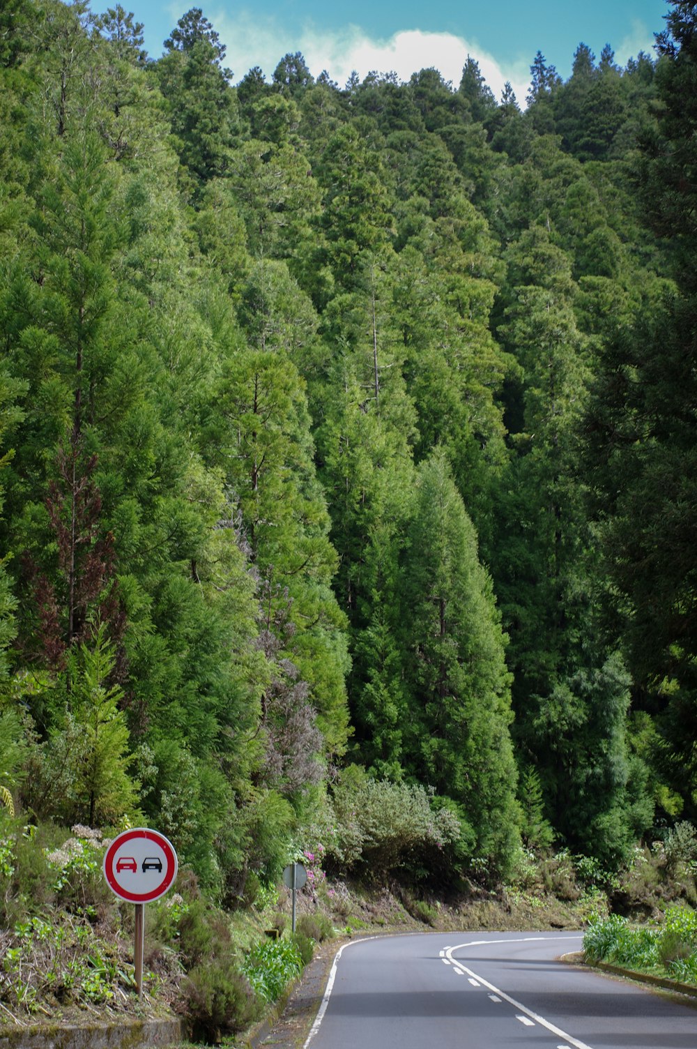 a road with trees on the side