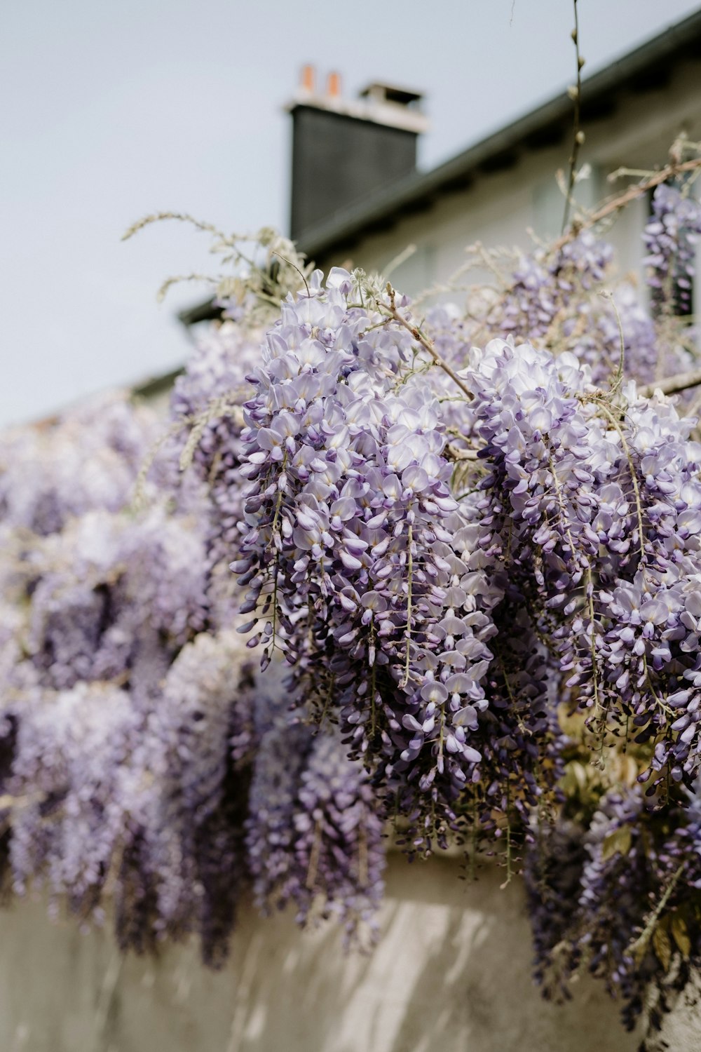 a close up of a plant