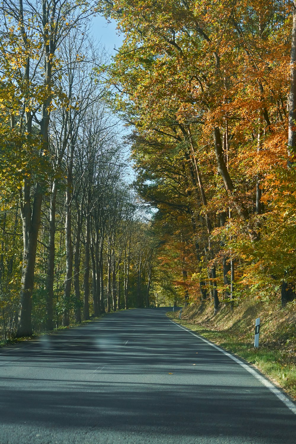 a road with trees on either side