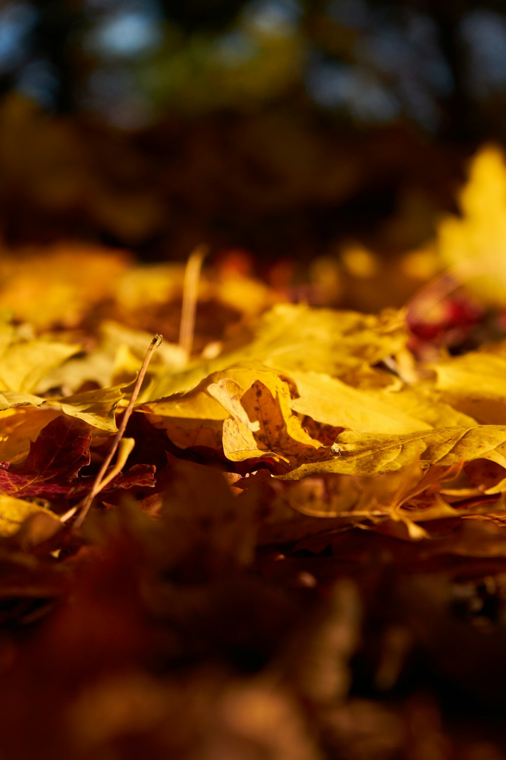 a close up of leaves