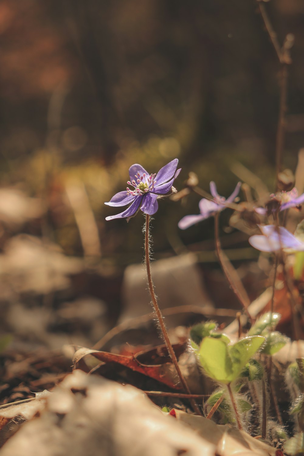 a close up of a purple flower