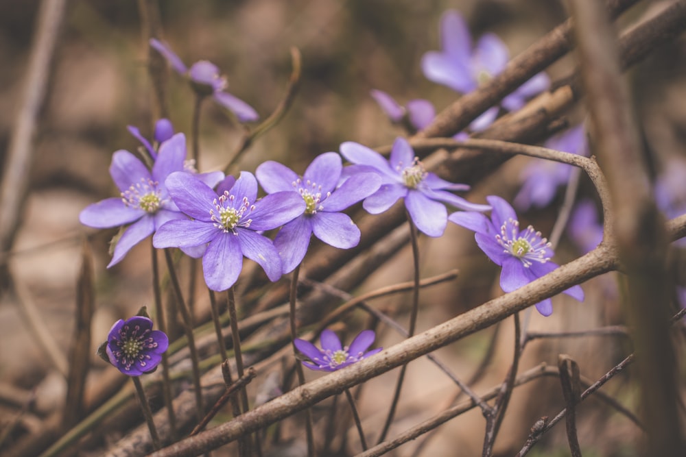 a group of purple flowers