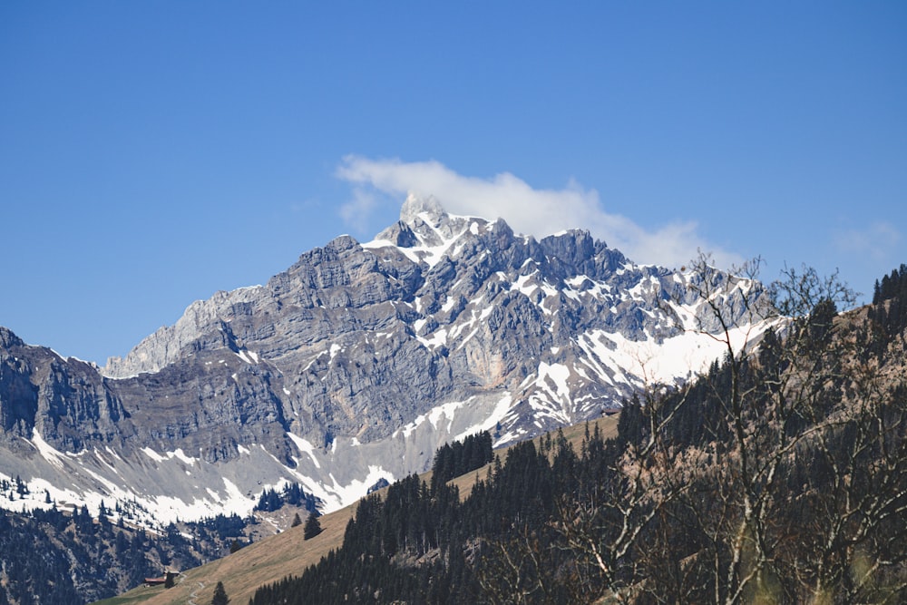 Ein schneebedeckter Berg mit Bäumen