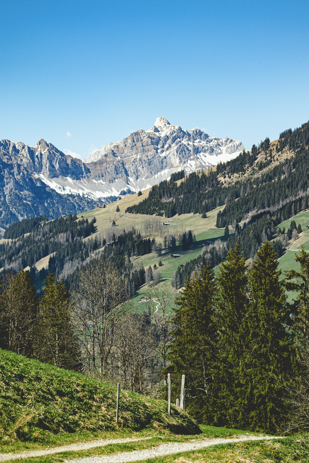 a landscape with trees and mountains