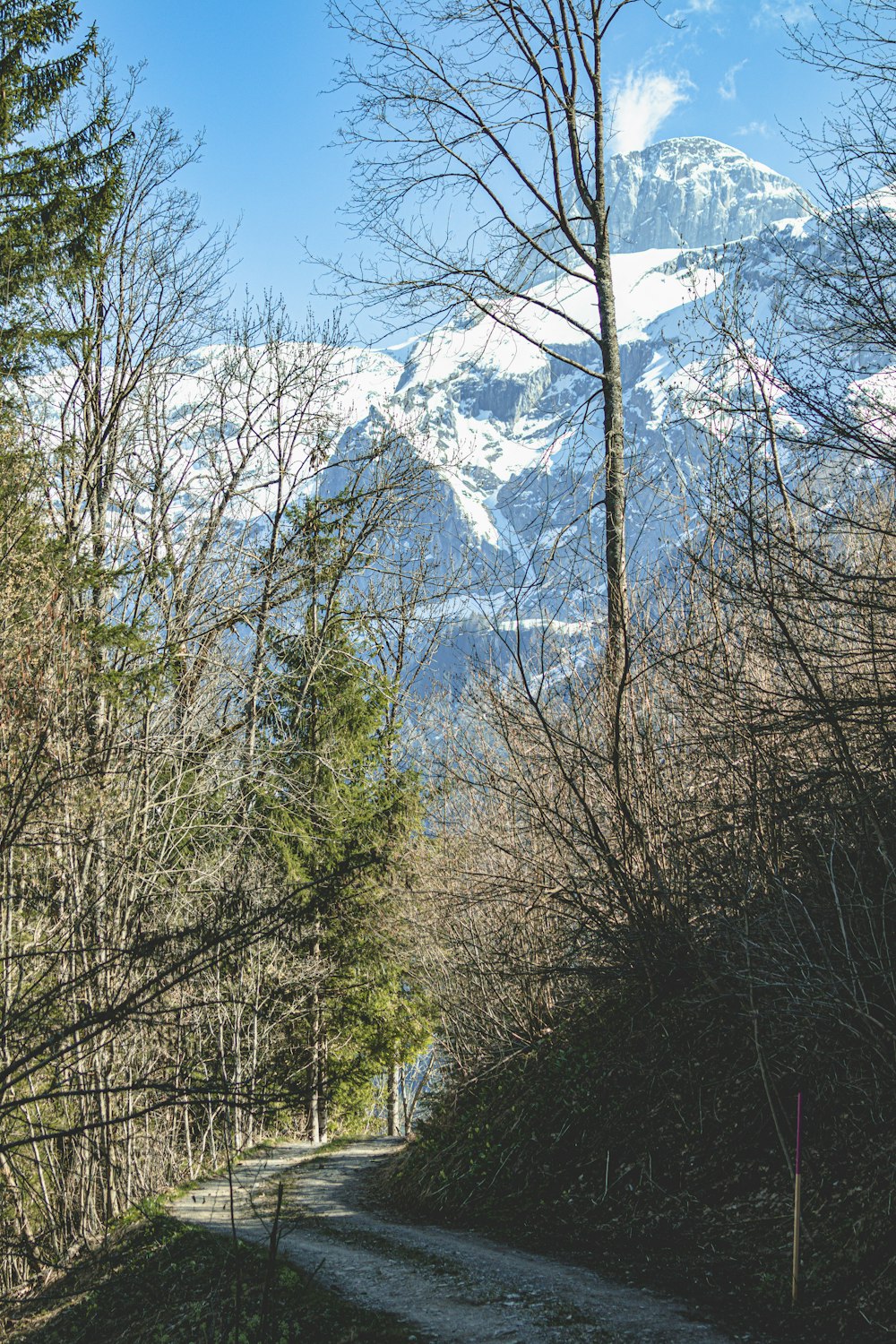 木々や山を背景にした道