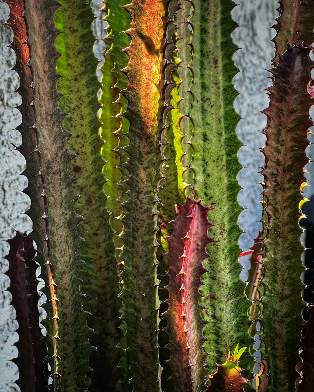 a group of colorful plants