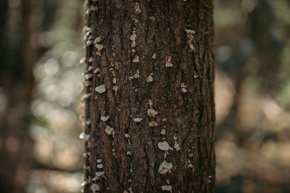 a close up of a tree trunk