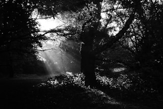 Sunlight streaming through dense leaves creating patterns on the forest floor.