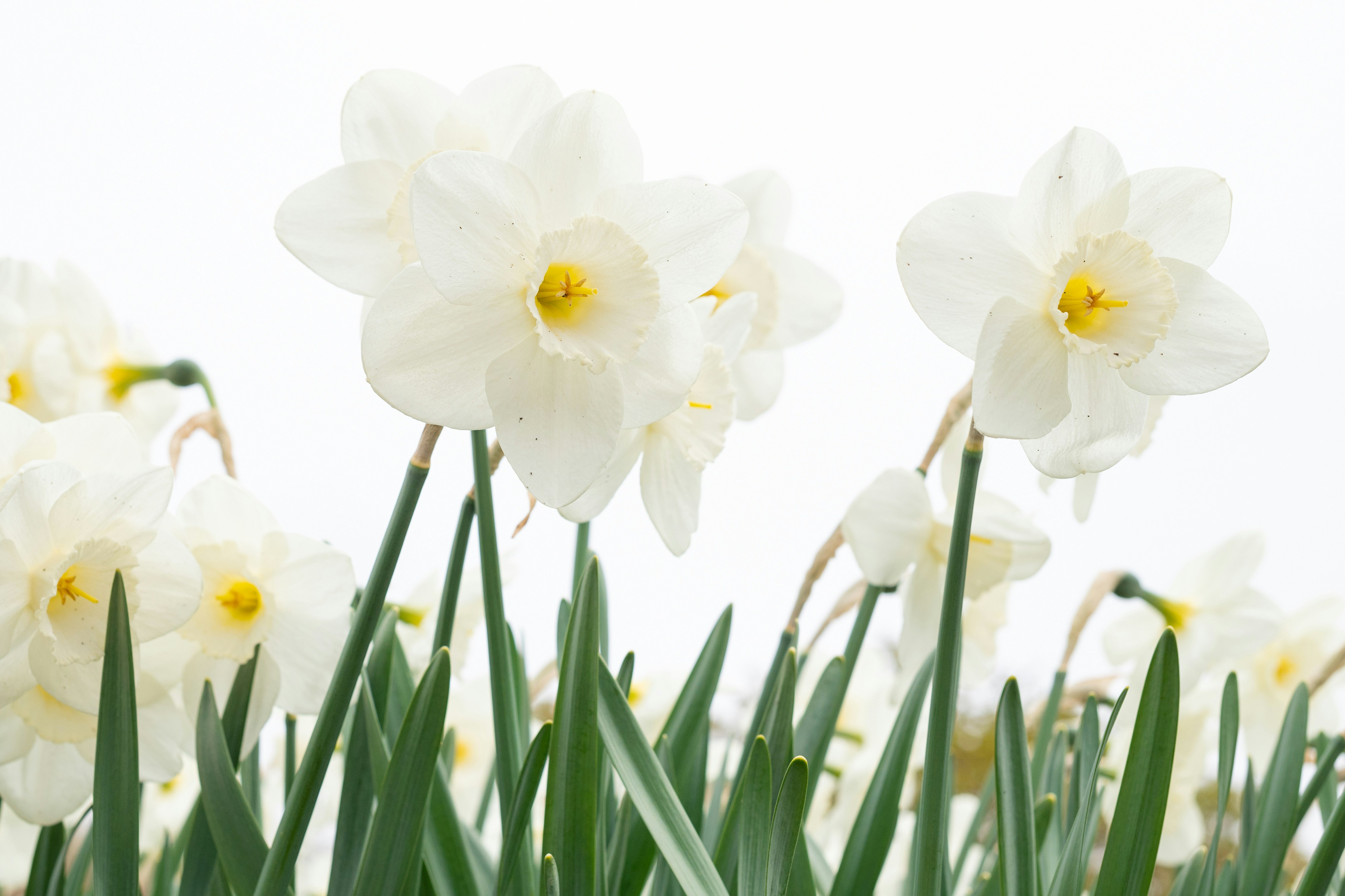 Photo by peterneumann