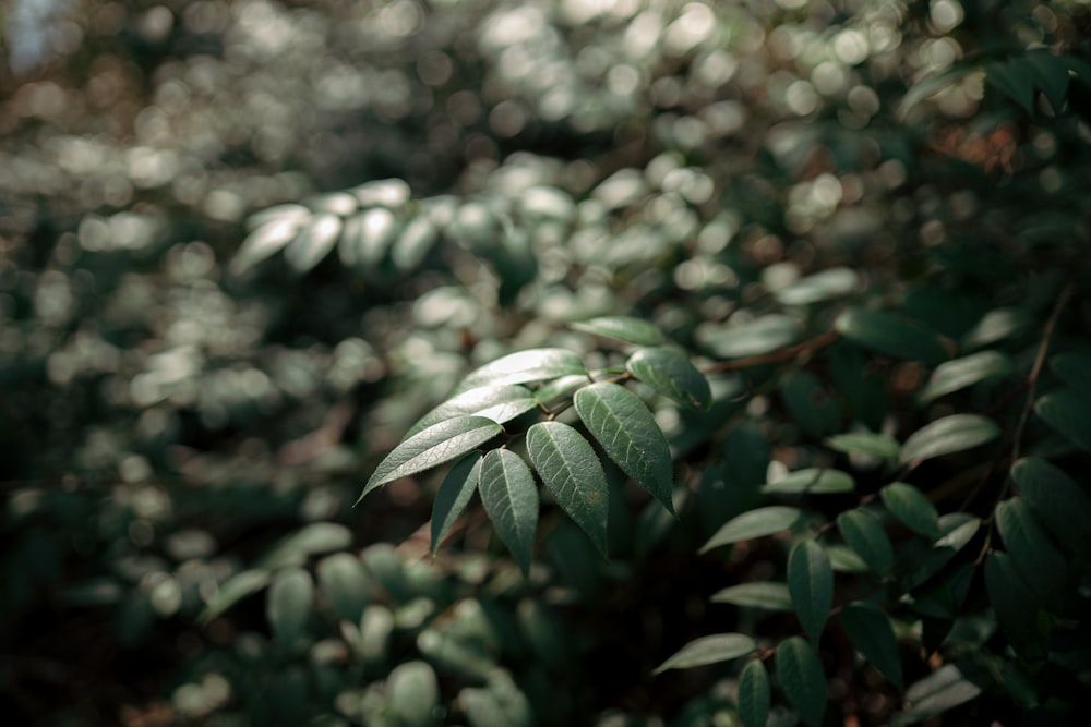 a close up of a plant