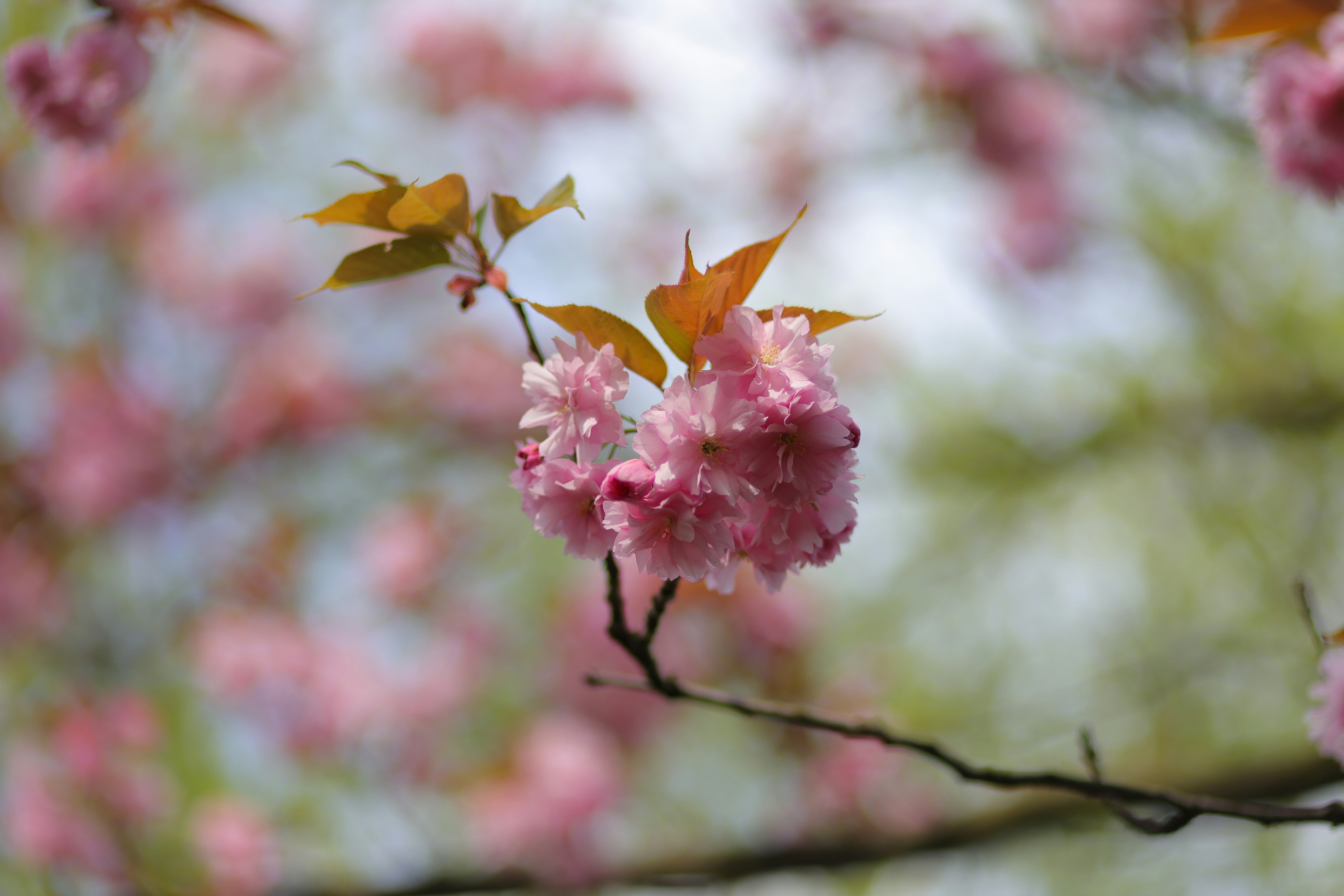 a close up of some flowers