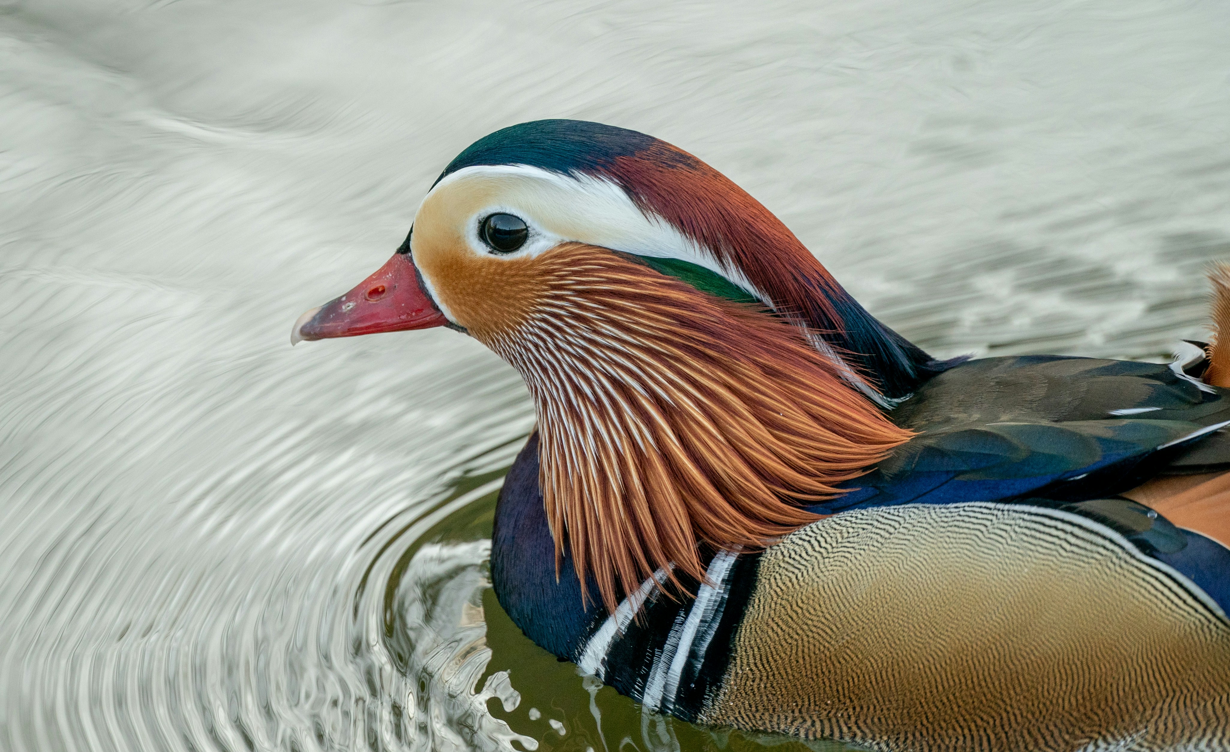 Can Ducks And Chickens Mate? (Answer Might Surprise You!) 2024