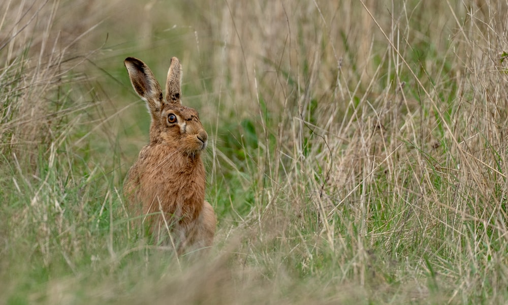 a rabbit in a field